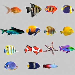 Aquarium Fish Collection Low Poly