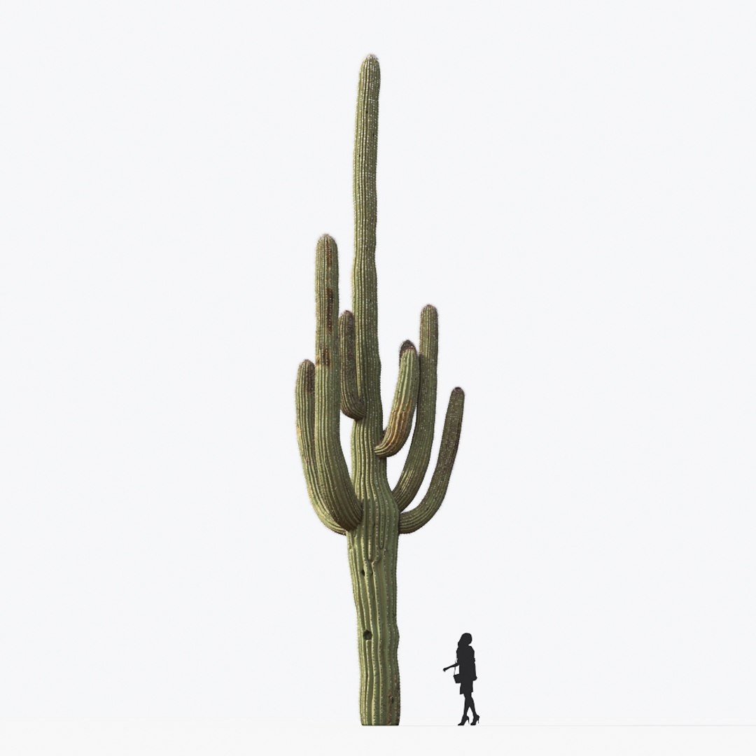 3D tropical desert plant includes model https://p.turbosquid.com/ts-thumb/6U/7VKVJo/1KZy3gJc/mt_pm_carnegiea_gigantea_01_04/jpg/1605614835/1920x1080/fit_q87/2f59b4c27c27ca96ee2bd16760a6fb6ae8561ab5/mt_pm_carnegiea_gigantea_01_04.jpg