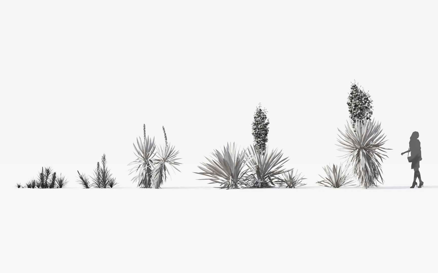 3D tropical desert plant includes model https://p.turbosquid.com/ts-thumb/6U/7VKVJo/3TtzQe9N/mt_pm_yucca_flaccida_01_wire/jpg/1605614837/1920x1080/fit_q87/bffa9a924197904e92b695a0688e5d6fa4394f27/mt_pm_yucca_flaccida_01_wire.jpg