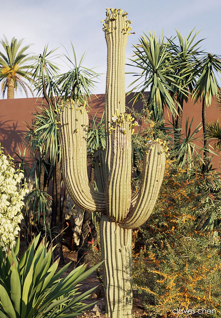 3D tropical desert plant includes model https://p.turbosquid.com/ts-thumb/6U/7VKVJo/5DTuV4eG/cloveschenmaxtreedesrtplantcollection03/jpg/1605614834/1920x1080/fit_q87/dd6c88e417f2c5002f4f7c1a0bd6eca0835071a1/cloveschenmaxtreedesrtplantcollection03.jpg