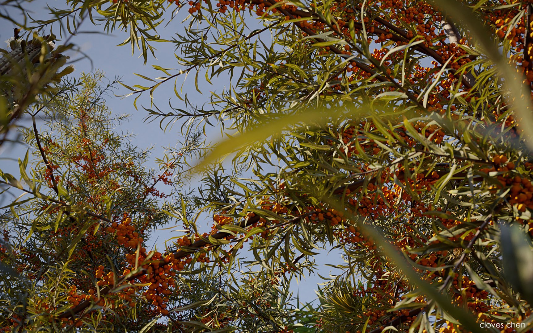 3D tropical desert plant includes model https://p.turbosquid.com/ts-thumb/6U/7VKVJo/5g2eh8by/cloveschenmaxtreedesrtplantcollection04/jpg/1605614834/1920x1080/fit_q87/827d561aa8ca0962b23e9aa9a3281c269103a76e/cloveschenmaxtreedesrtplantcollection04.jpg