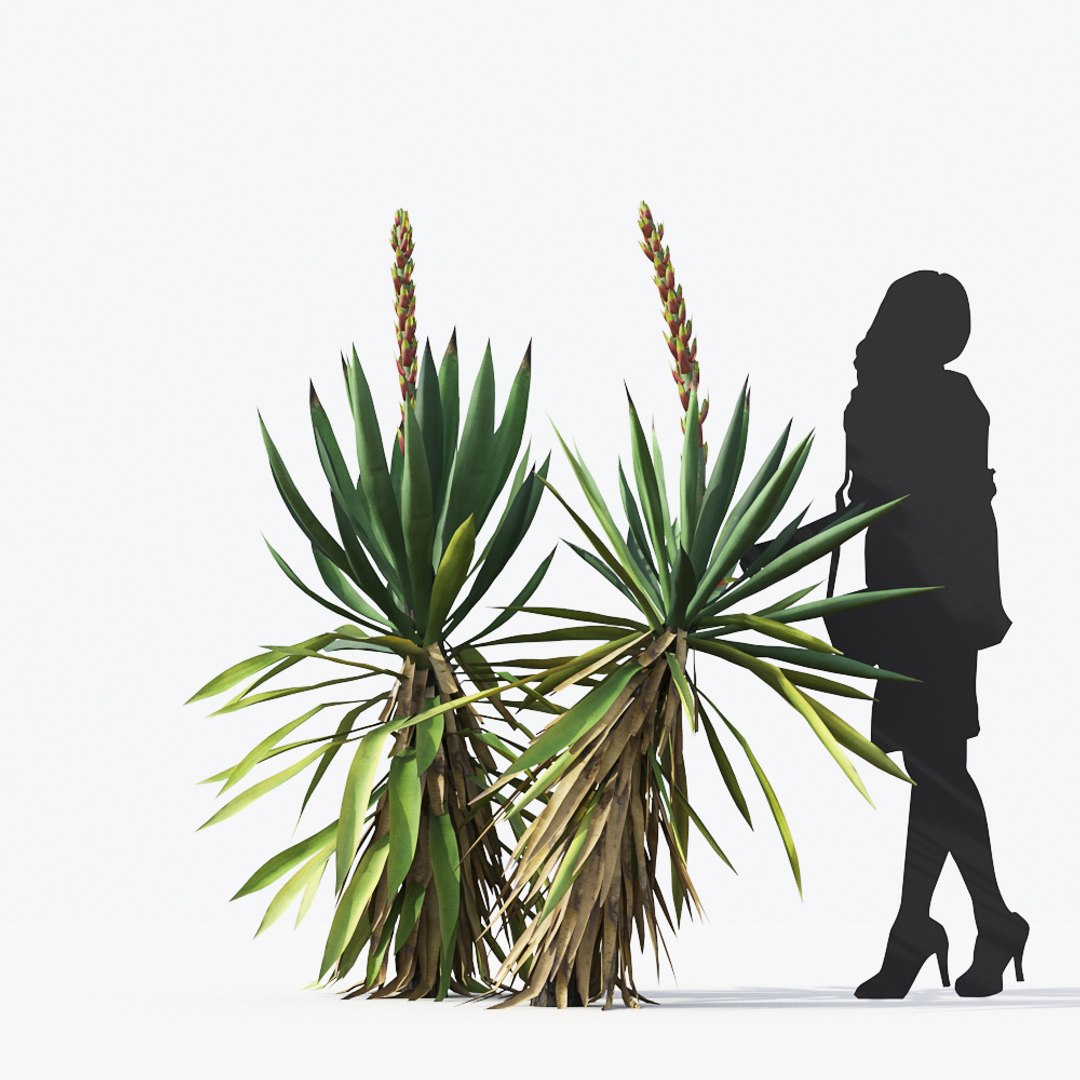 3D tropical desert plant includes model https://p.turbosquid.com/ts-thumb/6U/7VKVJo/CqC1PLhk/mt_pm_yucca_flaccida_01_03/jpg/1605614837/1920x1080/fit_q87/1609f0361d7355da6ef2e3fff62f0ec2d677918e/mt_pm_yucca_flaccida_01_03.jpg