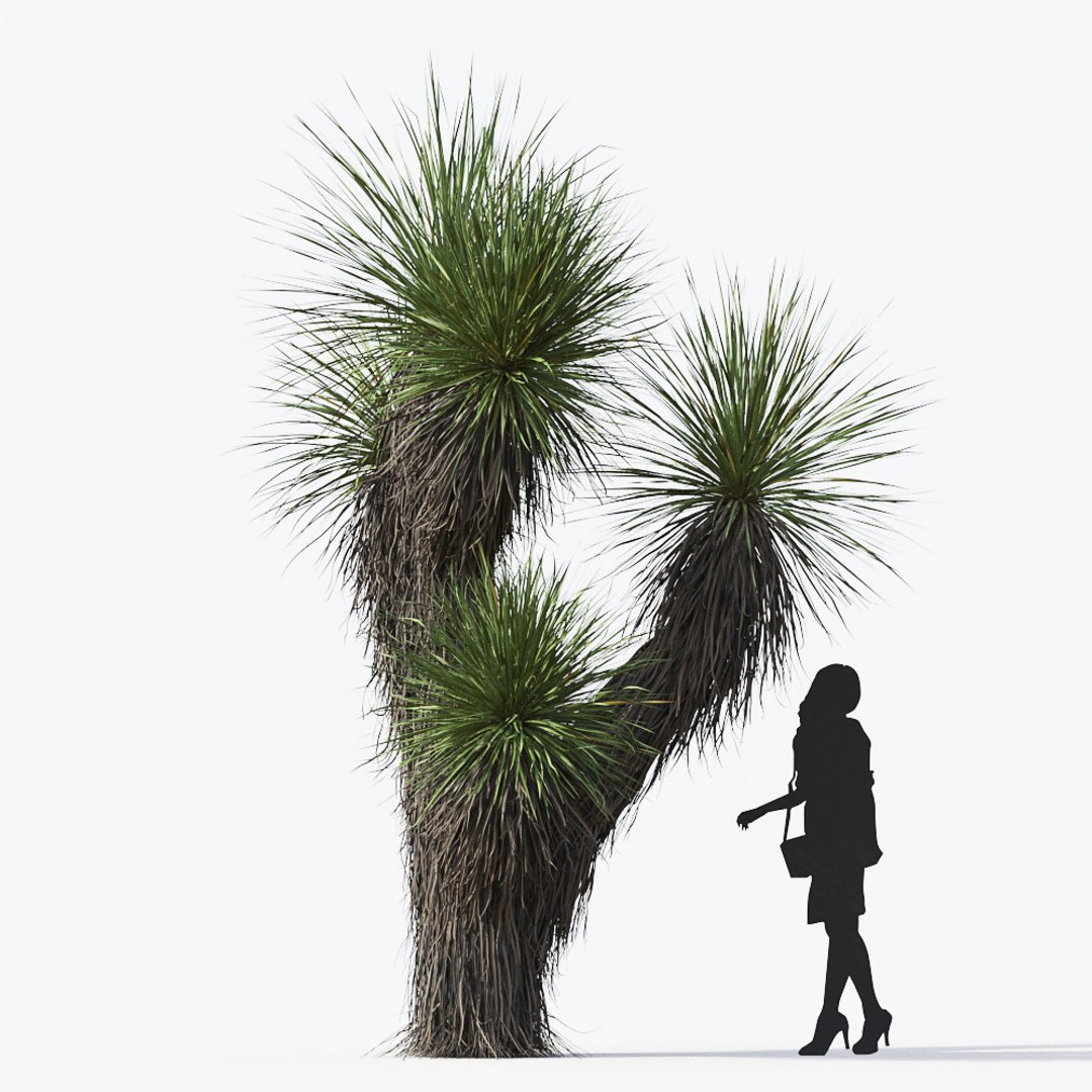 3D tropical desert plant includes model https://p.turbosquid.com/ts-thumb/6U/7VKVJo/GyZNTlJd/mt_pm_yucca_elata_01_04/jpg/1605614836/1920x1080/fit_q87/5ad4080ffa12d66c37dabe5b8a93f303964e21ad/mt_pm_yucca_elata_01_04.jpg