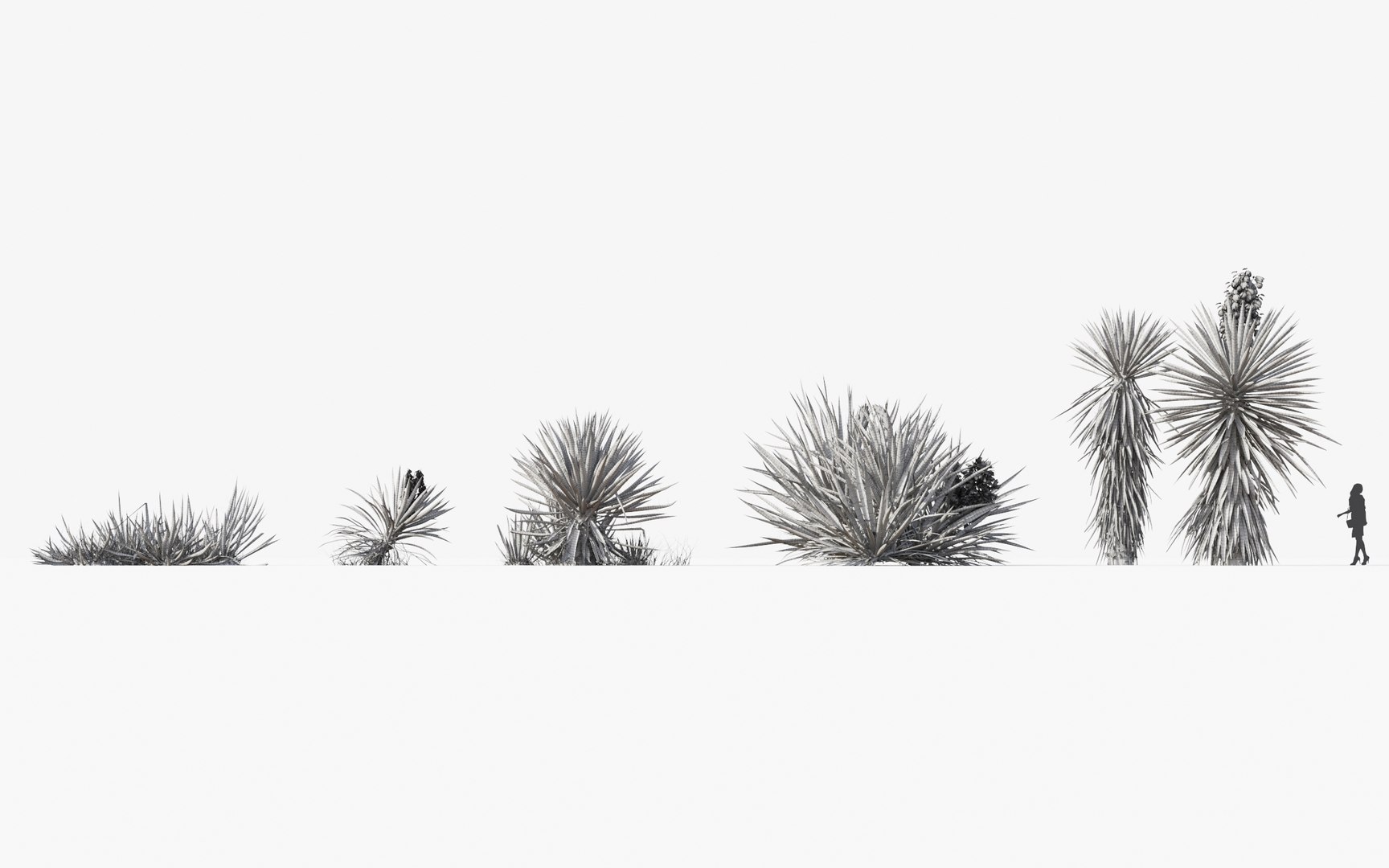 3D tropical desert plant includes model https://p.turbosquid.com/ts-thumb/6U/7VKVJo/MaznCeYQ/mt_pm_yucca_baccata_01_wire/jpg/1605614836/1920x1080/fit_q87/13326f28d367dc6b64fdd97f20a501c24cb07bff/mt_pm_yucca_baccata_01_wire.jpg
