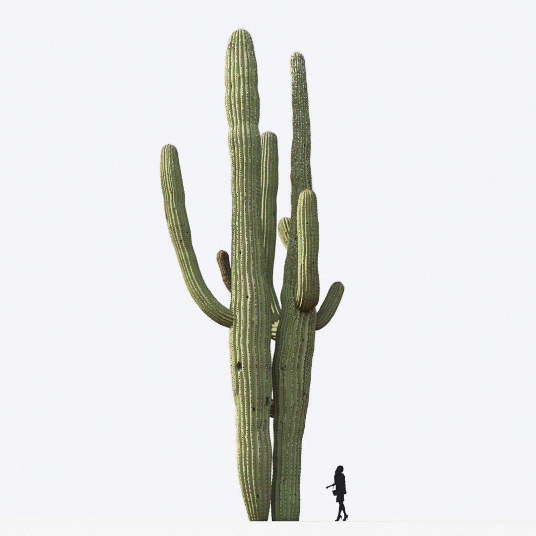 3D tropical desert plant includes model https://p.turbosquid.com/ts-thumb/6U/7VKVJo/UeWCJhxH/mt_pm_carnegiea_gigantea_01_05/jpg/1605614835/1920x1080/fit_q87/b1cd5d1ae7e93f3b9f6c7539bdeb88c96fe95fd4/mt_pm_carnegiea_gigantea_01_05.jpg