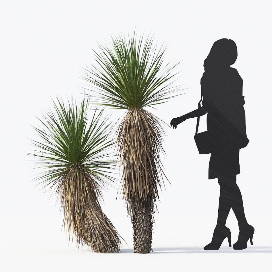 3D tropical desert plant includes model https://p.turbosquid.com/ts-thumb/6U/7VKVJo/fceFtl6x/mt_pm_yucca_elata_01_02/jpg/1605614836/1920x1080/fit_q87/155f4f4fa33b5833180012c05842769e1e8fc8d9/mt_pm_yucca_elata_01_02.jpg