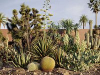 Tropical desert plant collection