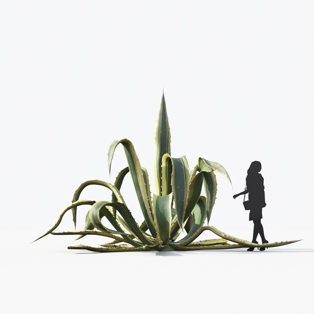 3D tropical desert plant includes model https://p.turbosquid.com/ts-thumb/6U/7VKVJo/nBf2JKbN/mt_pm_agave_americana_01_03/jpg/1605614834/1920x1080/fit_q87/81a580b951bf5b38261633d6e8e42809d697738f/mt_pm_agave_americana_01_03.jpg