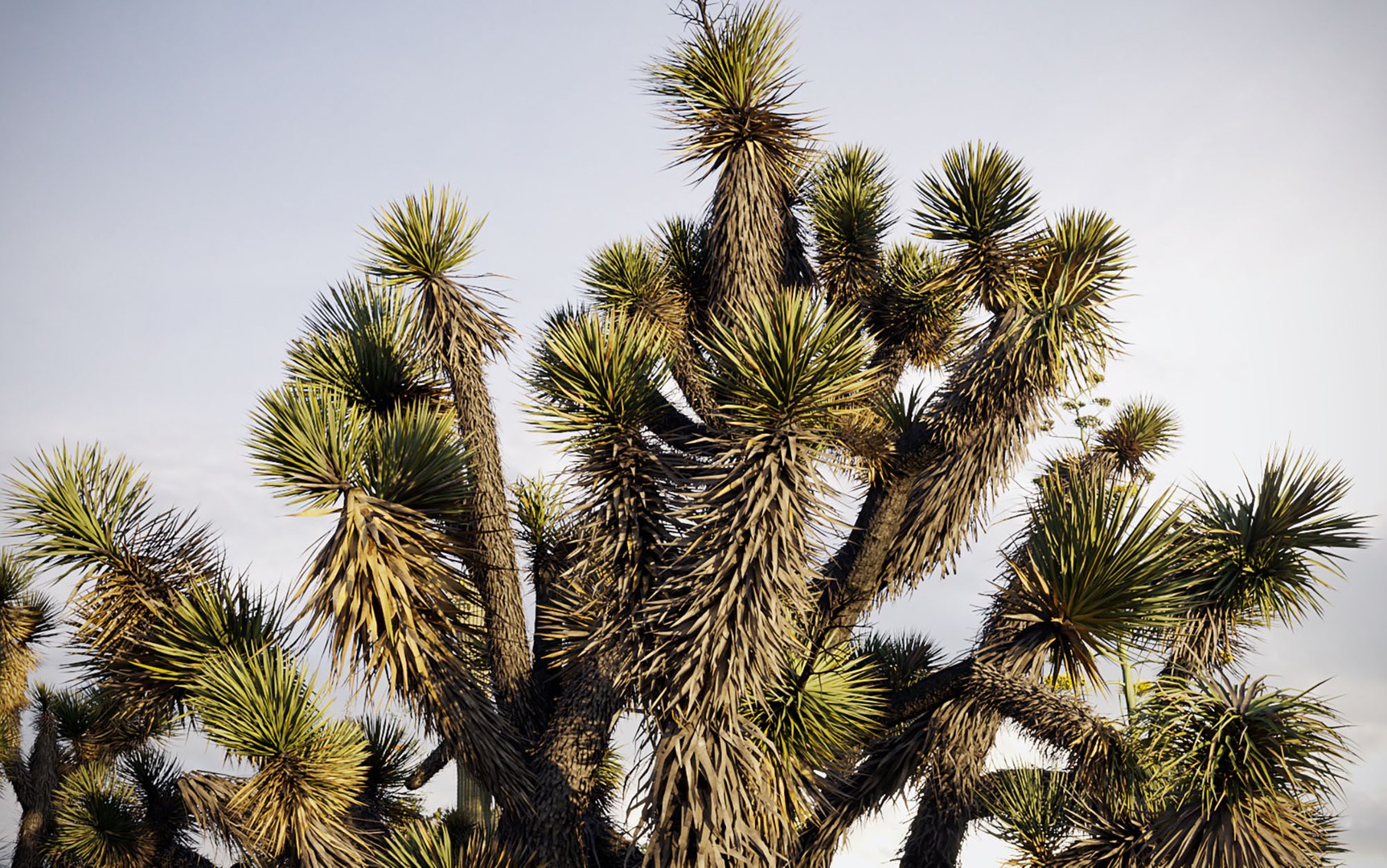 3D tropical desert plant includes model https://p.turbosquid.com/ts-thumb/6U/7VKVJo/nJBeSept/cloveschenmaxtreedesrtplantcollection10/jpg/1605614834/1920x1080/fit_q87/432bba04abb7e104b032580cda4e314ee033625f/cloveschenmaxtreedesrtplantcollection10.jpg