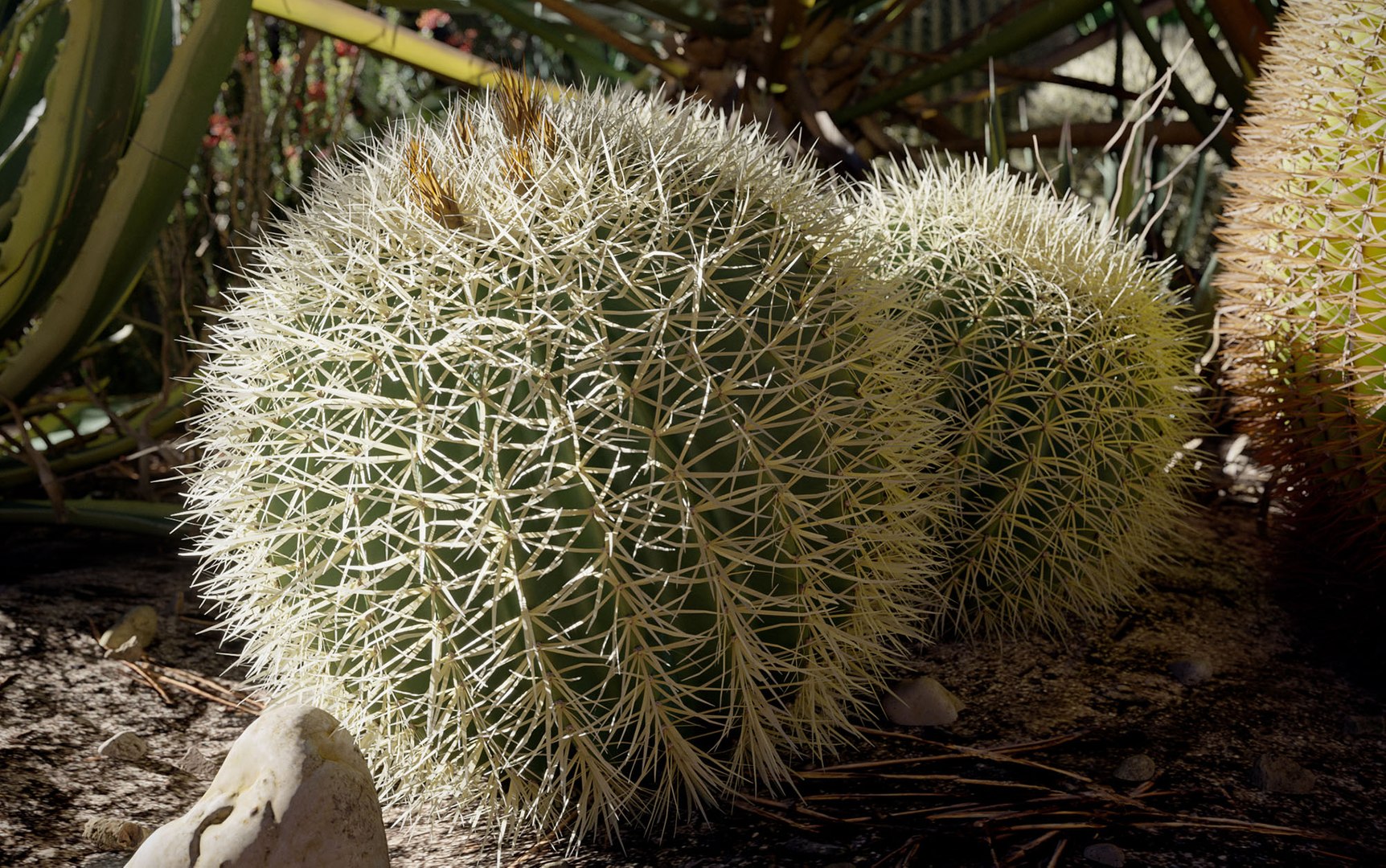 3D tropical desert plant includes model https://p.turbosquid.com/ts-thumb/6U/7VKVJo/tZ6KD70w/cloveschenmaxtreedesrtplantcollection12/jpg/1605614834/1920x1080/fit_q87/3ed7a1b040462b698c7f5ab22d9f3660bb3dff39/cloveschenmaxtreedesrtplantcollection12.jpg