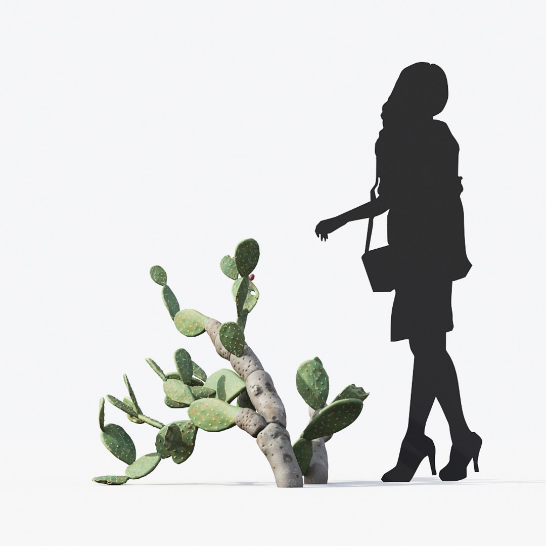 3D tropical desert plant includes model https://p.turbosquid.com/ts-thumb/6U/7VKVJo/txYd0qMj/mt_pm_opuntia_ficus_indica_01_02/jpg/1605614836/1920x1080/fit_q87/955eca77dab822d683ad723dd393bac41a6ba5c4/mt_pm_opuntia_ficus_indica_01_02.jpg