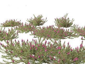 Darwinia taxifolia - Myrtaceae