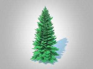 3D Abies Concolor - Silver Fir - Medium