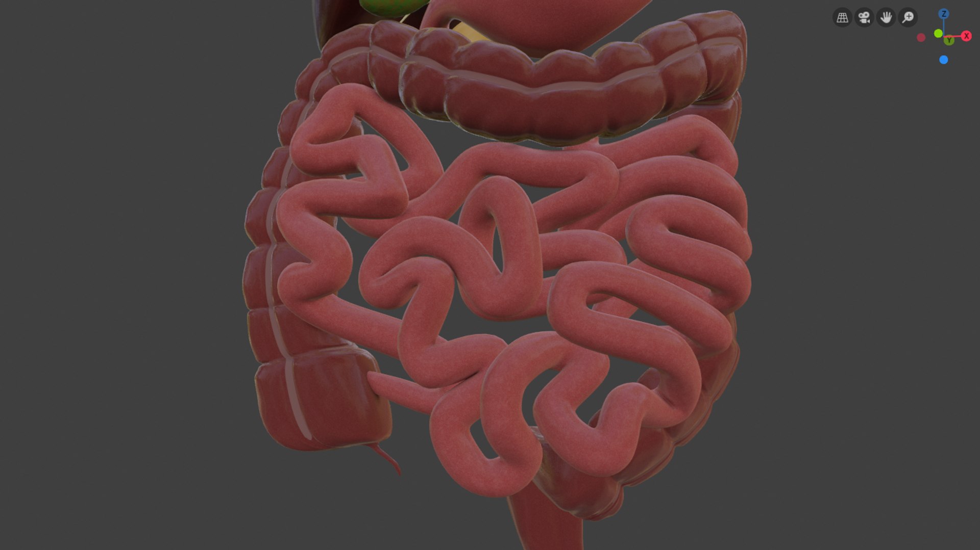 3D model digestive https://p.turbosquid.com/ts-thumb/6U/GCV5yw/DjM1BD9Y/capturadepantallade20190924090700/png/1569336254/1920x1080/fit_q87/918715c55a71964f30241ce6e837b4f8cc46a34e/capturadepantallade20190924090700.jpg