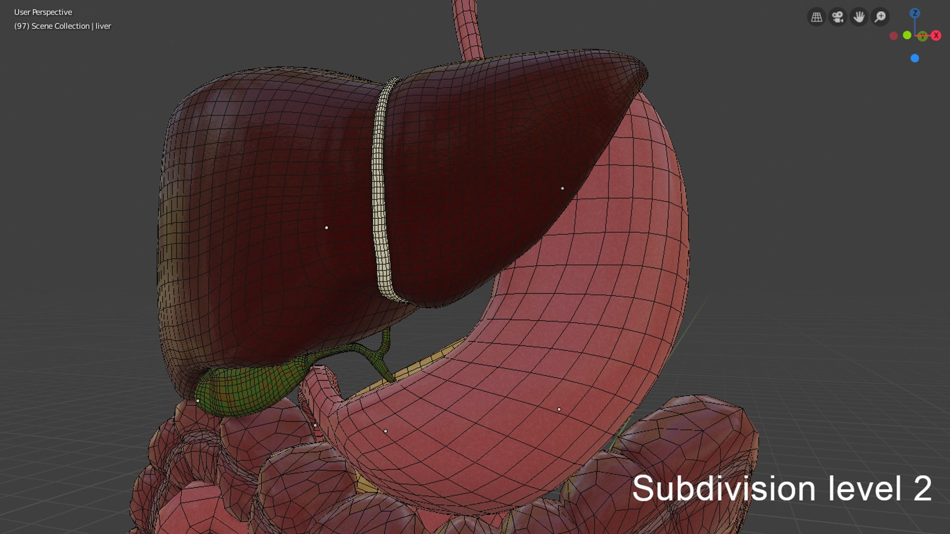 3D model digestive https://p.turbosquid.com/ts-thumb/6U/GCV5yw/ExnBBnbn/capturadepantallade20190924090310/png/1569336430/1920x1080/fit_q87/594262b36ffcf72483765274797ab241662c0d3b/capturadepantallade20190924090310.jpg
