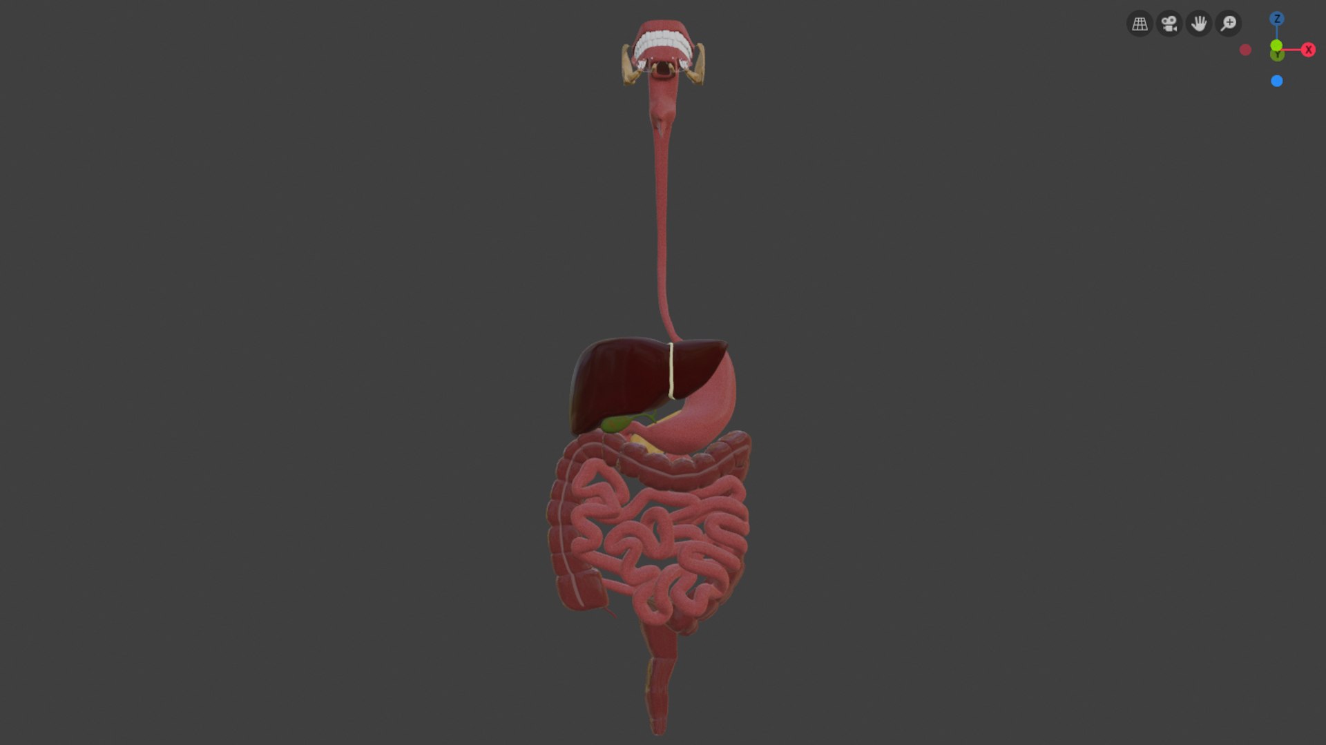 3D model digestive https://p.turbosquid.com/ts-thumb/6U/GCV5yw/OeFO4YHH/capturadepantallade20190924090639/png/1569336315/1920x1080/fit_q87/2855936c77e7a4fcaed92403de854abcf00b8db8/capturadepantallade20190924090639.jpg