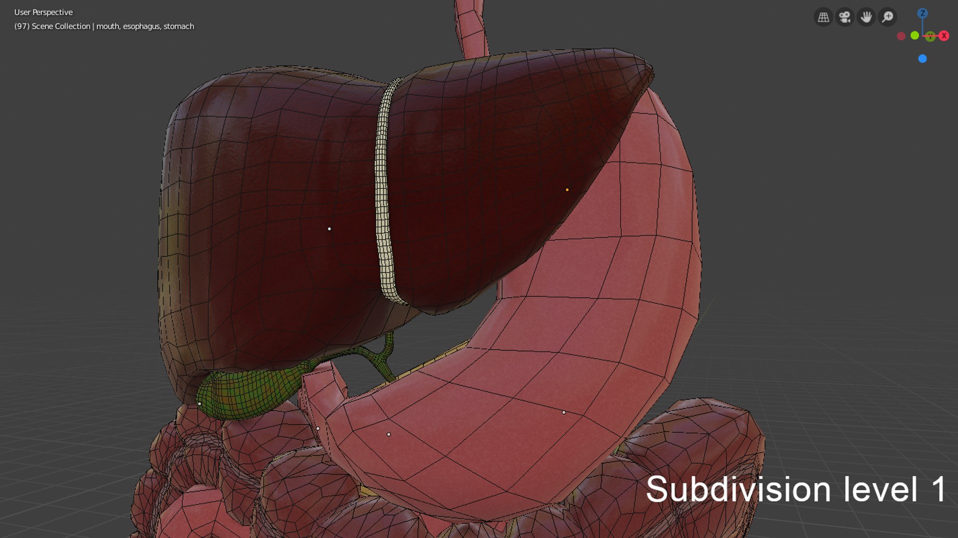 3D model digestive https://p.turbosquid.com/ts-thumb/6U/GCV5yw/SG6d3UW9/capturadepantallade20190924090259/png/1569336442/1920x1080/fit_q87/8c3f14e7b5817358657716173a32f6af4a8da016/capturadepantallade20190924090259.jpg