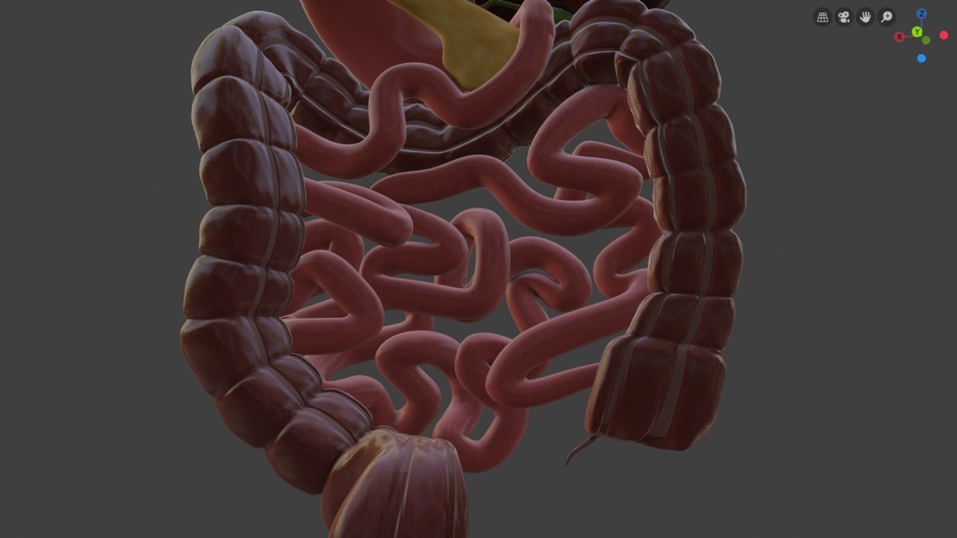 3D model digestive https://p.turbosquid.com/ts-thumb/6U/GCV5yw/TFkyqJBg/capturadepantallade20190924090657/png/1569336268/1920x1080/fit_q87/b18284f39e661981c0fe93d467069b1a50077132/capturadepantallade20190924090657.jpg