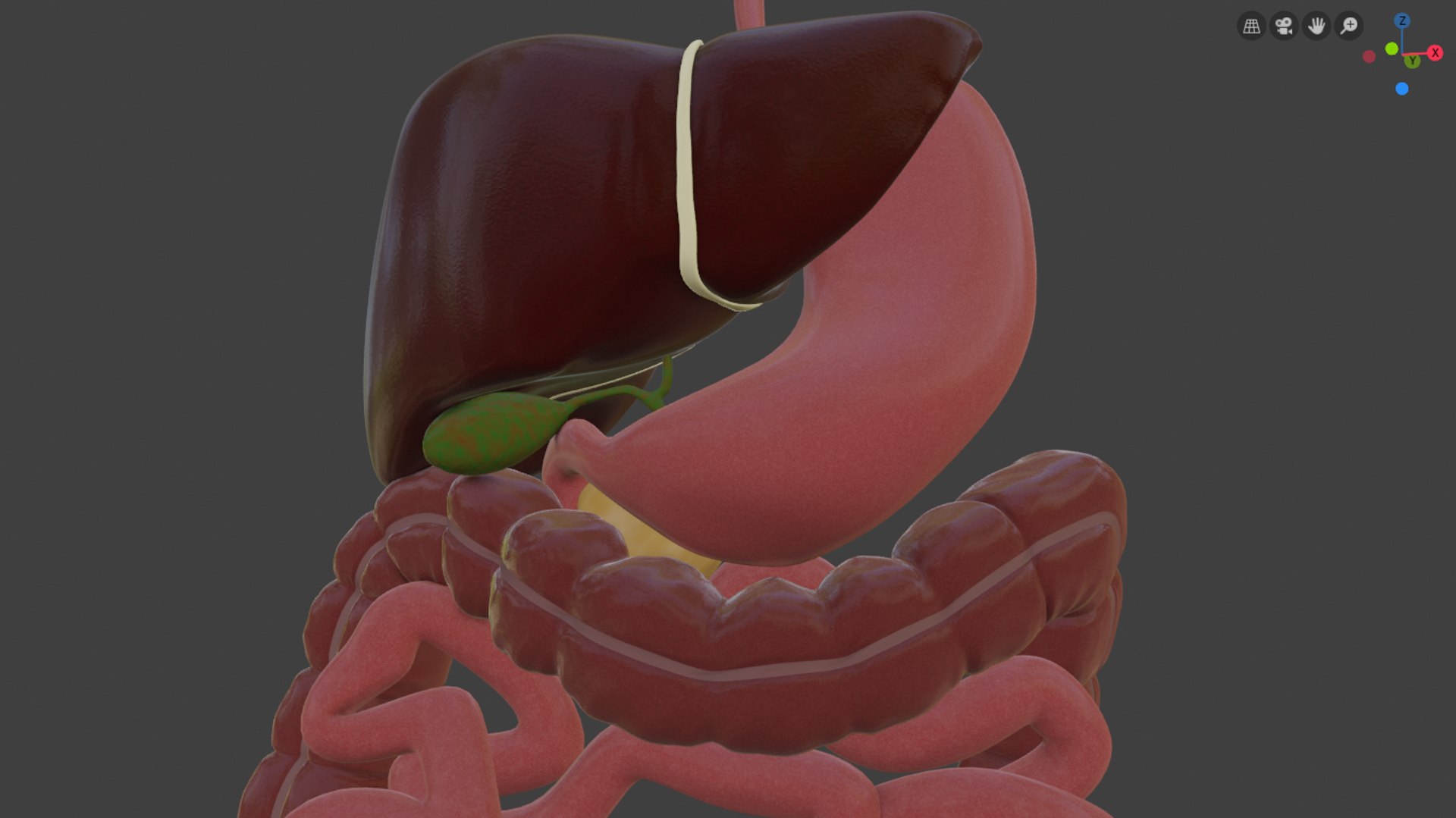 3D model digestive https://p.turbosquid.com/ts-thumb/6U/GCV5yw/mj3aP77r/capturadepantallade20190924090648/png/1569336303/1920x1080/fit_q87/34e8af0e4ffce4935ef16ede4461e044fa84b7f8/capturadepantallade20190924090648.jpg