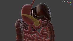 3D model digestive