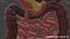 Digestive System
