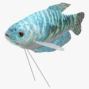 Marbled Gourami Fish