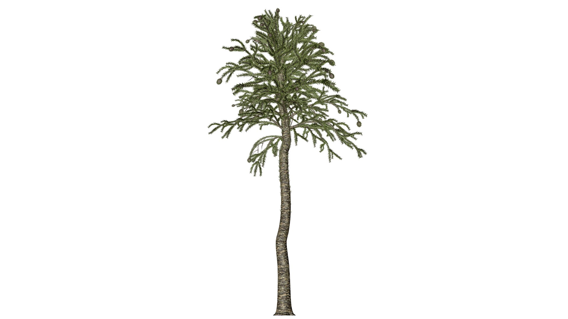 3D Model Monkey Puzzle Tree - 07 - - TurboSquid 2373689