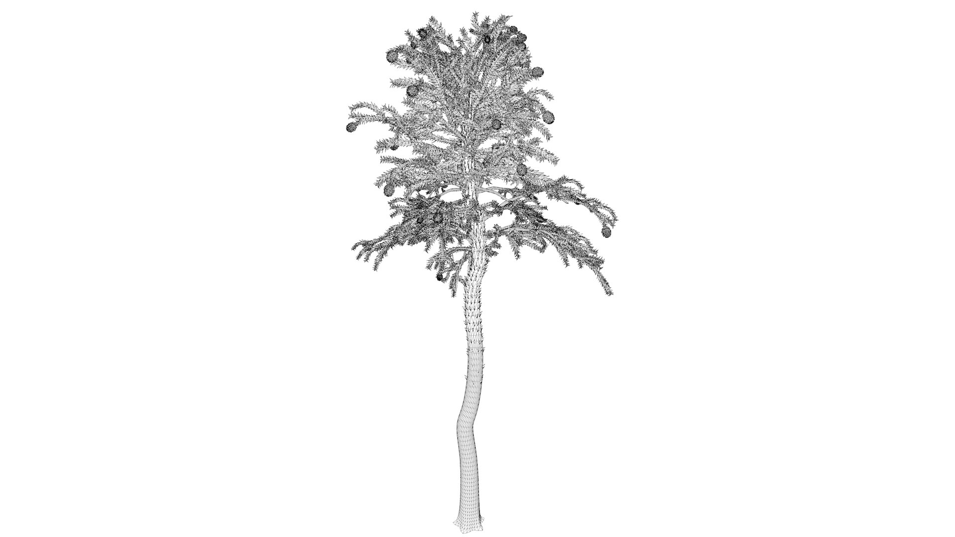 3D Model Monkey Puzzle Tree - 07 - - TurboSquid 2373689