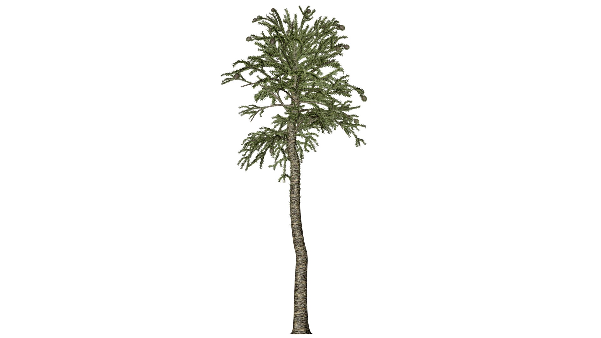 3D Model Monkey Puzzle Tree - 07 - - TurboSquid 2373689