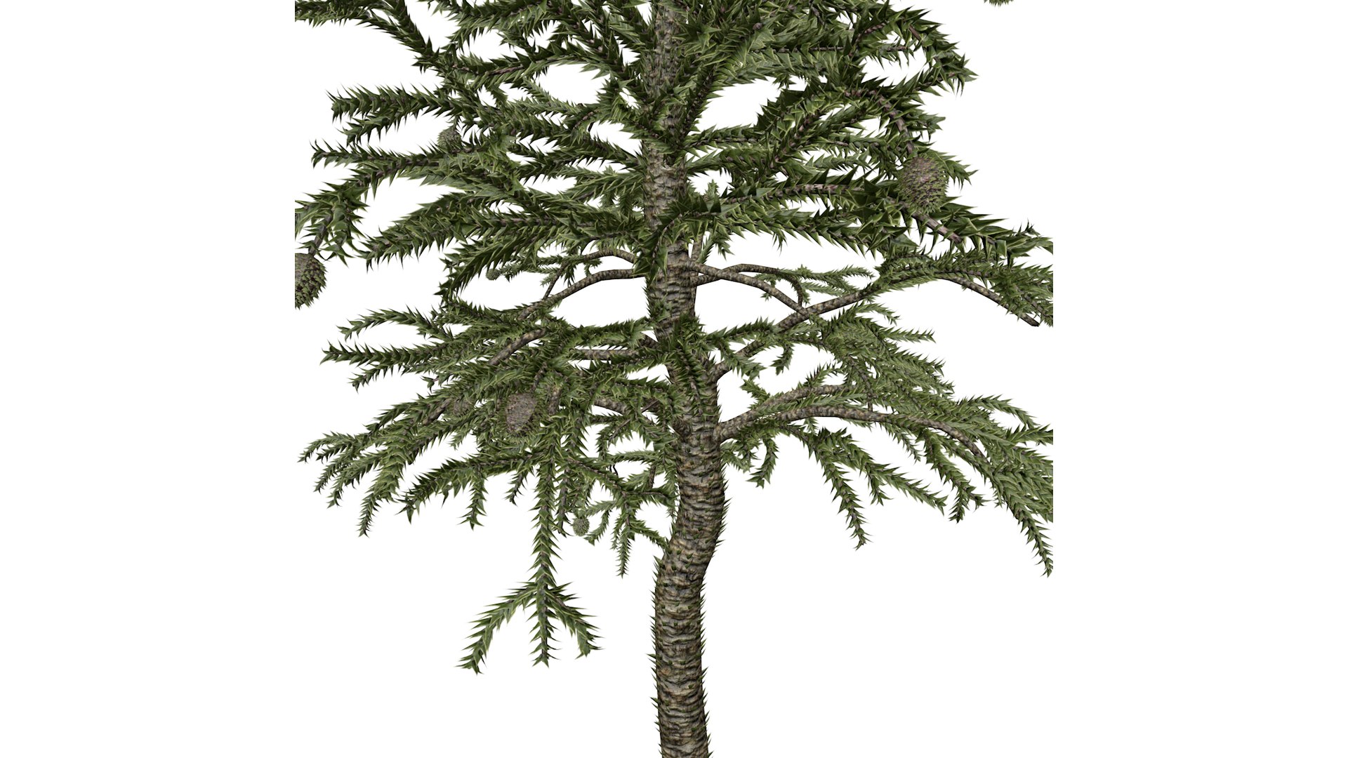 3D Model Monkey Puzzle Tree - 07 - - TurboSquid 2373689