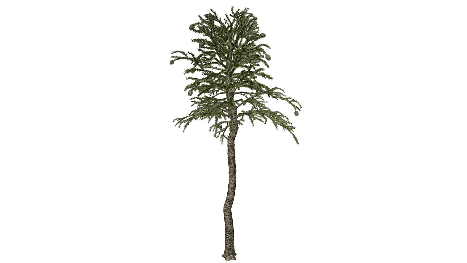 3D Model Monkey Puzzle Tree - 07 - - TurboSquid 2373689