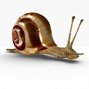 Snail