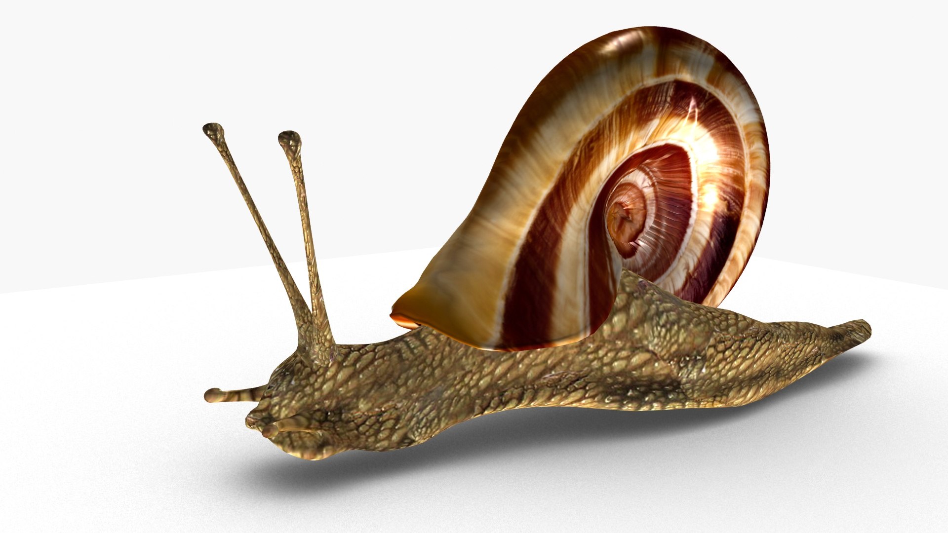 Snail Model - TurboSquid 1946182