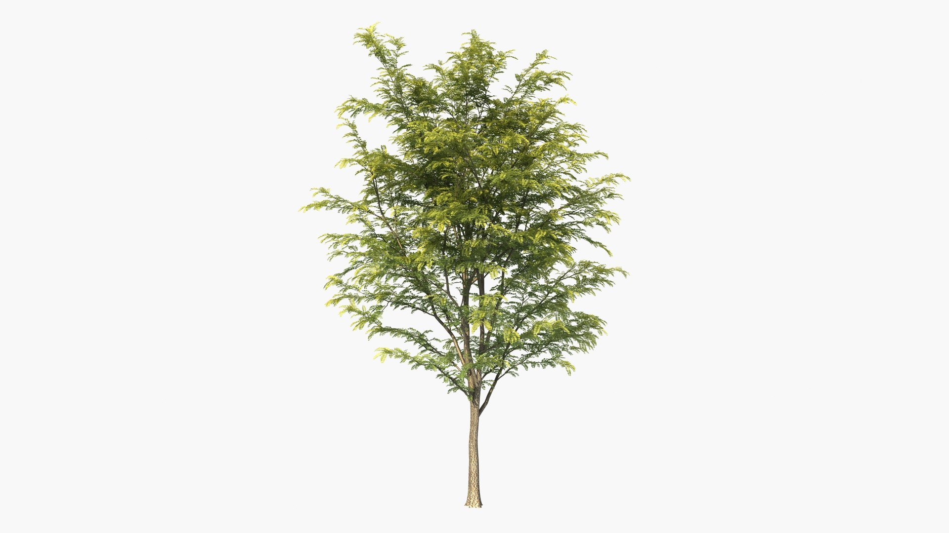 3D scholar pagoda locust https://p.turbosquid.com/ts-thumb/6U/P5OoZR/0X/shu01_0001/jpg/1608600664/1920x1080/fit_q87/9d3fa8e246e15ab70ca968a1c8cbdbc15eef52a0/shu01_0001.jpg
