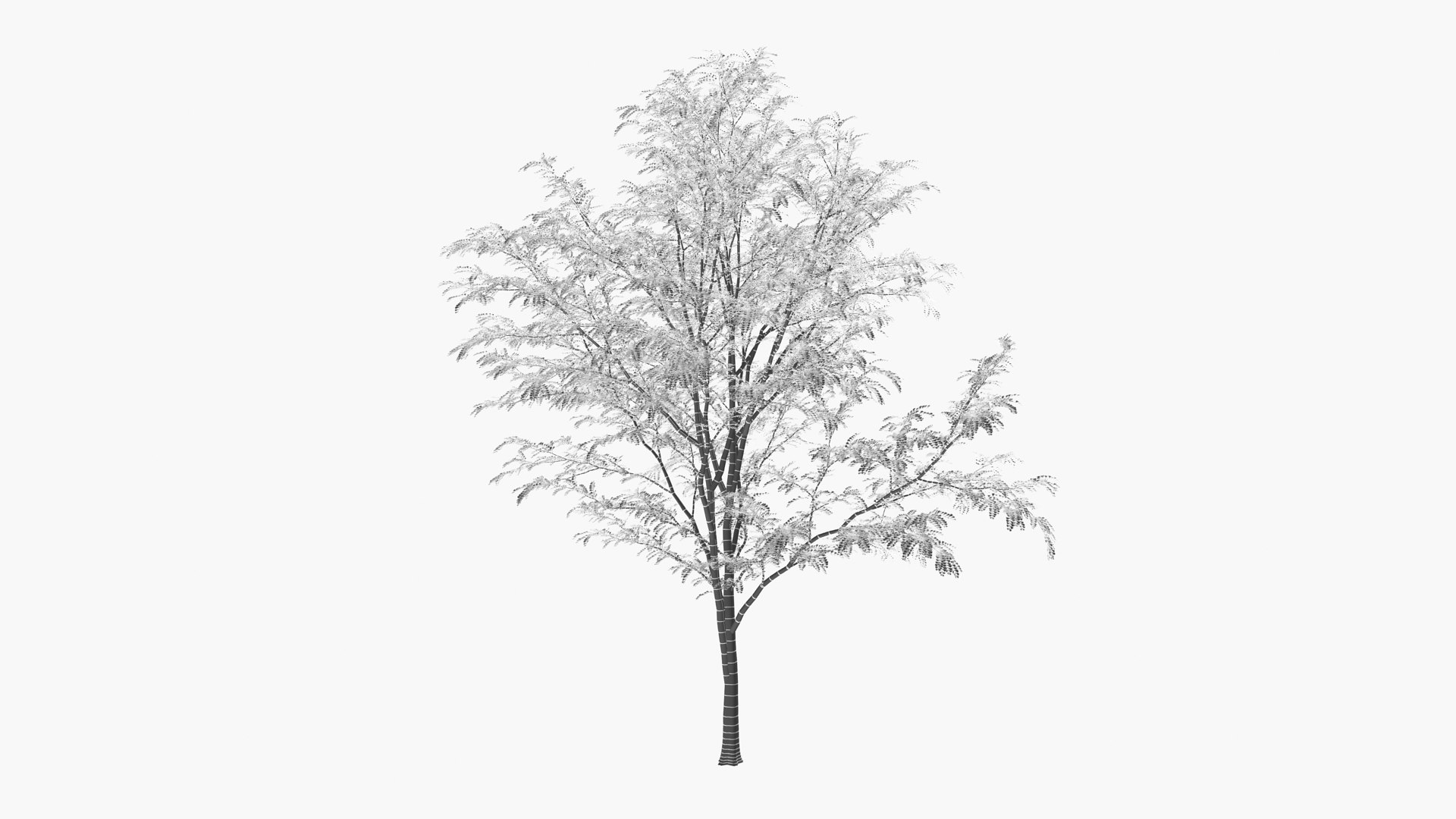 3D scholar pagoda locust https://p.turbosquid.com/ts-thumb/6U/P5OoZR/3f/shu01xk_0002/jpg/1608601185/1920x1080/fit_q87/0724a6766fc109d2d5ddec9361e3a0a579e374b0/shu01xk_0002.jpg