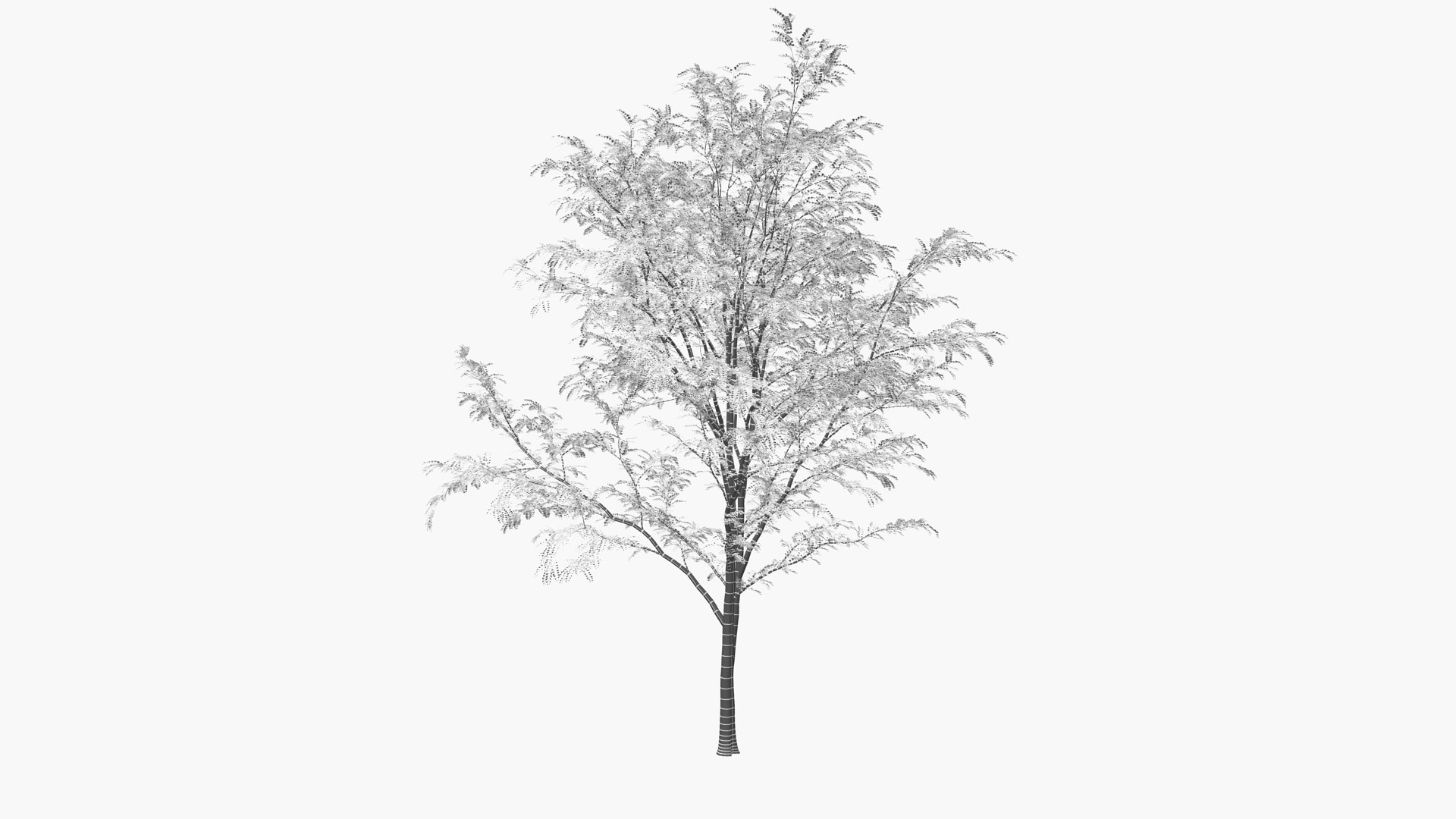3D scholar pagoda locust https://p.turbosquid.com/ts-thumb/6U/P5OoZR/FY/shu01xk_0004/jpg/1608601188/1920x1080/fit_q87/9fa24117e30943f413562407d1fb6b86d62e4a2a/shu01xk_0004.jpg