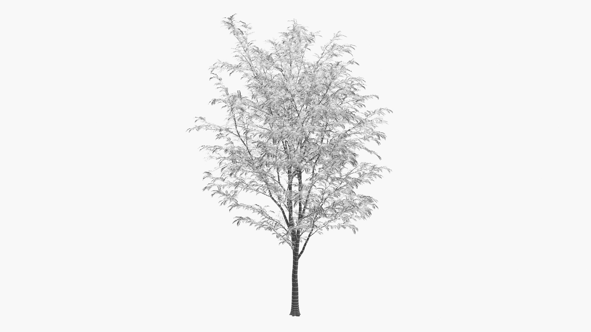 3D scholar pagoda locust https://p.turbosquid.com/ts-thumb/6U/P5OoZR/Fs/shu01xk_0001/jpg/1608601185/1920x1080/fit_q87/e3454e8e5737af8dc331e793021680da0c369114/shu01xk_0001.jpg