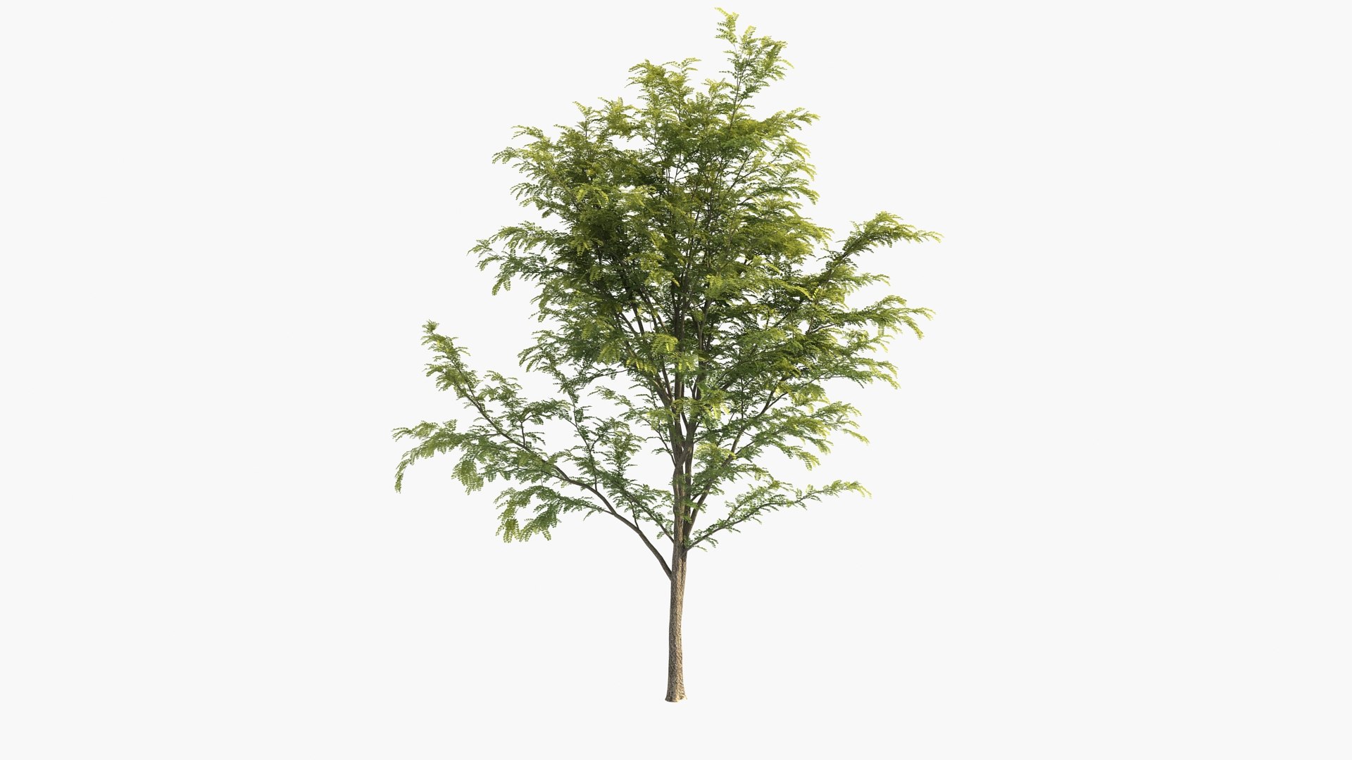 3D scholar pagoda locust https://p.turbosquid.com/ts-thumb/6U/P5OoZR/Ha/shu01_0004/jpg/1608600664/1920x1080/fit_q87/4b69452999f735d1d88225e728f43f54b79c51d3/shu01_0004.jpg