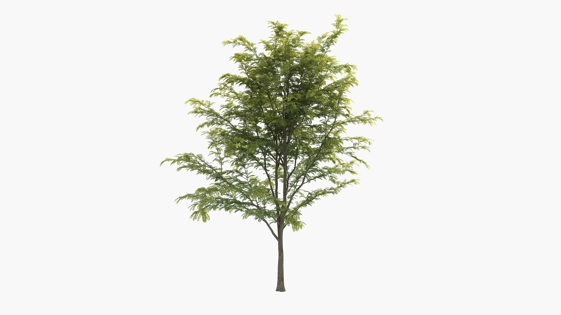 3D scholar pagoda locust https://p.turbosquid.com/ts-thumb/6U/P5OoZR/Mf/shu01_0003/jpg/1608600663/1920x1080/fit_q87/17ea1fa89f73d5ebfb000bbfddd843f2bbffdb6f/shu01_0003.jpg