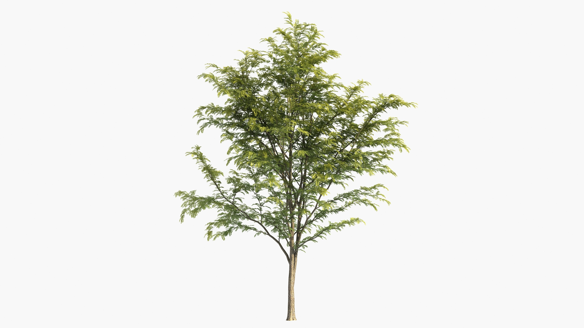 3D scholar pagoda locust https://p.turbosquid.com/ts-thumb/6U/P5OoZR/RL/shuxl/jpg/1608601173/1920x1080/turn_fit_q99/859536353daedcc5dc7f2787ce579703483bd62d/shuxl-1.jpg