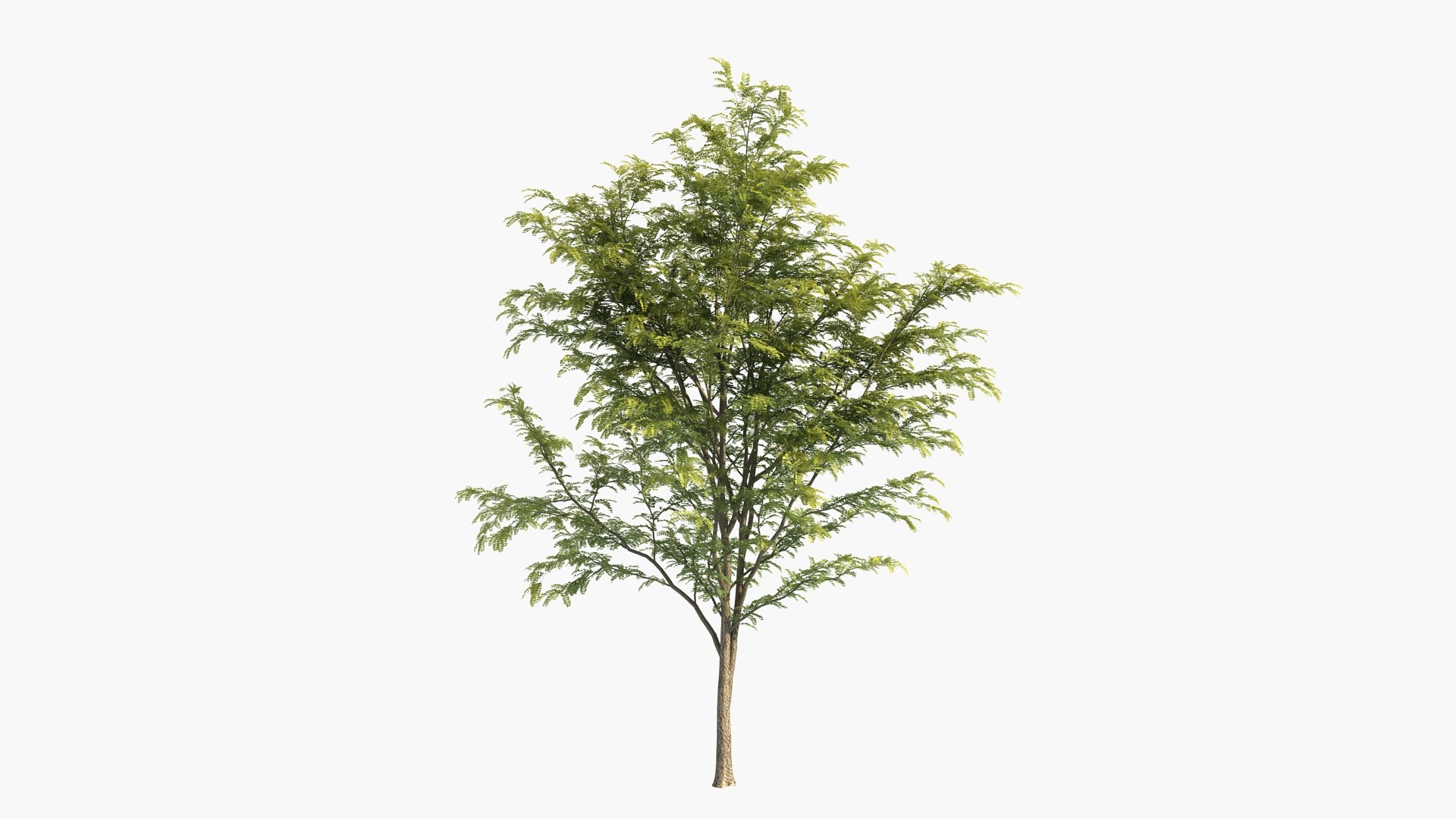 3D scholar pagoda locust https://p.turbosquid.com/ts-thumb/6U/P5OoZR/Tn/shu01_0000/jpg/1608600663/1920x1080/fit_q87/947cfcde8f6e924a8af47d46f5b60f8a4d742dab/shu01_0000.jpg