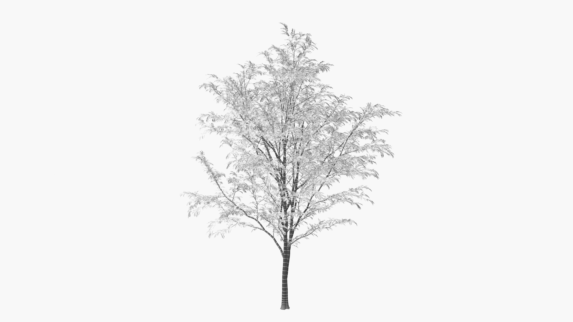 3D scholar pagoda locust https://p.turbosquid.com/ts-thumb/6U/P5OoZR/Zt/shu01xk_0000/jpg/1608601185/1920x1080/fit_q87/c365128ab11e27223edd3c2ecaba8e11506c9ff6/shu01xk_0000.jpg