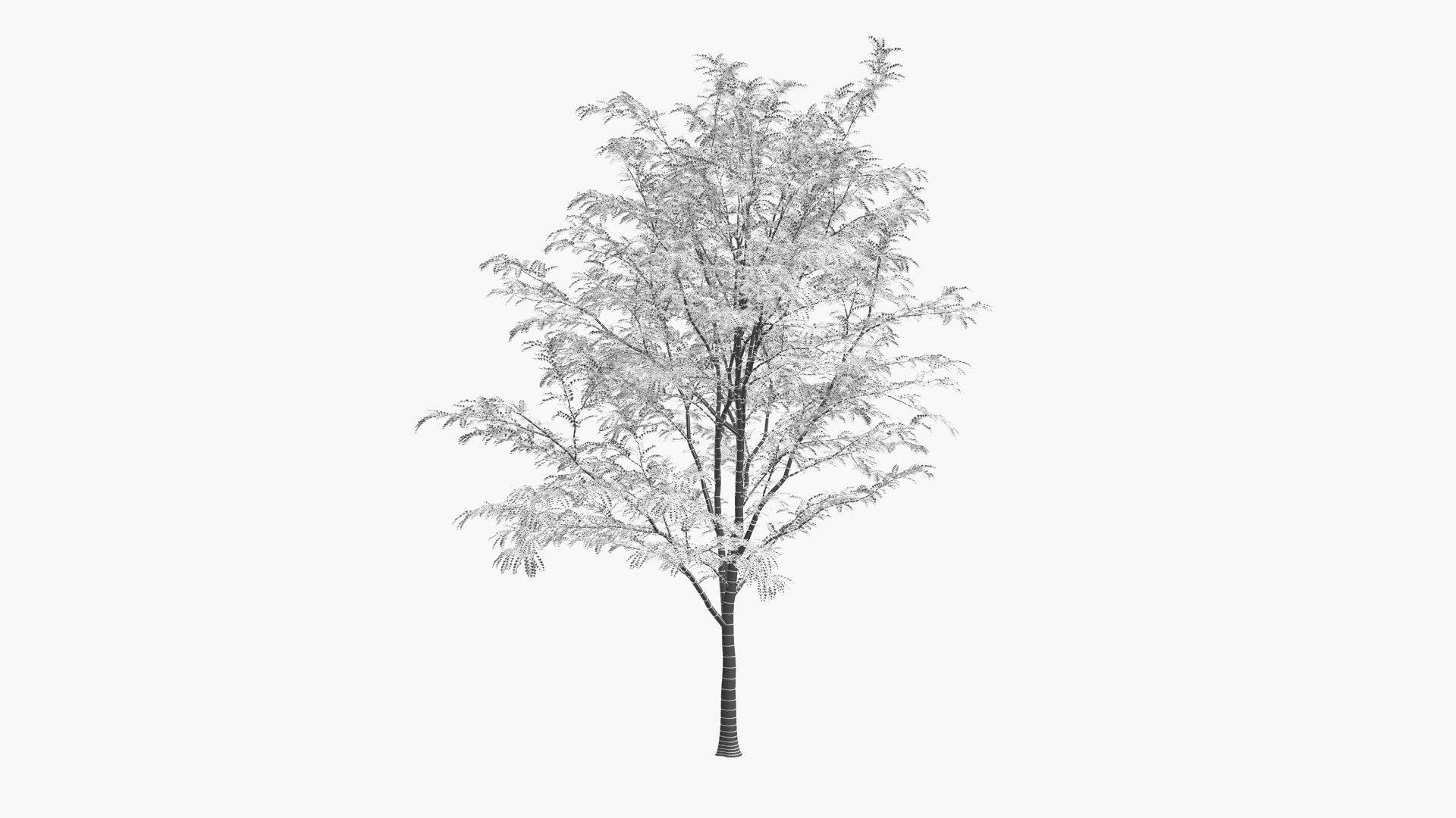 3D scholar pagoda locust https://p.turbosquid.com/ts-thumb/6U/P5OoZR/kL/shu01xk_0003/jpg/1608601189/1920x1080/fit_q87/81b1a4ff65ffe2a8a8c0d5ec629ee09f54b75619/shu01xk_0003.jpg