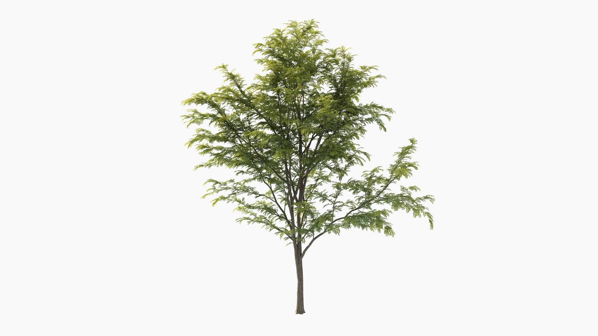 3D scholar pagoda locust https://p.turbosquid.com/ts-thumb/6U/P5OoZR/sj/shu01_0002/jpg/1608600664/1920x1080/fit_q87/e35a7dffc8a982dadbb704290d862f0afdc57baa/shu01_0002.jpg