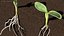 Manipulierte Gartenfrau mit Gewächshaussammlung