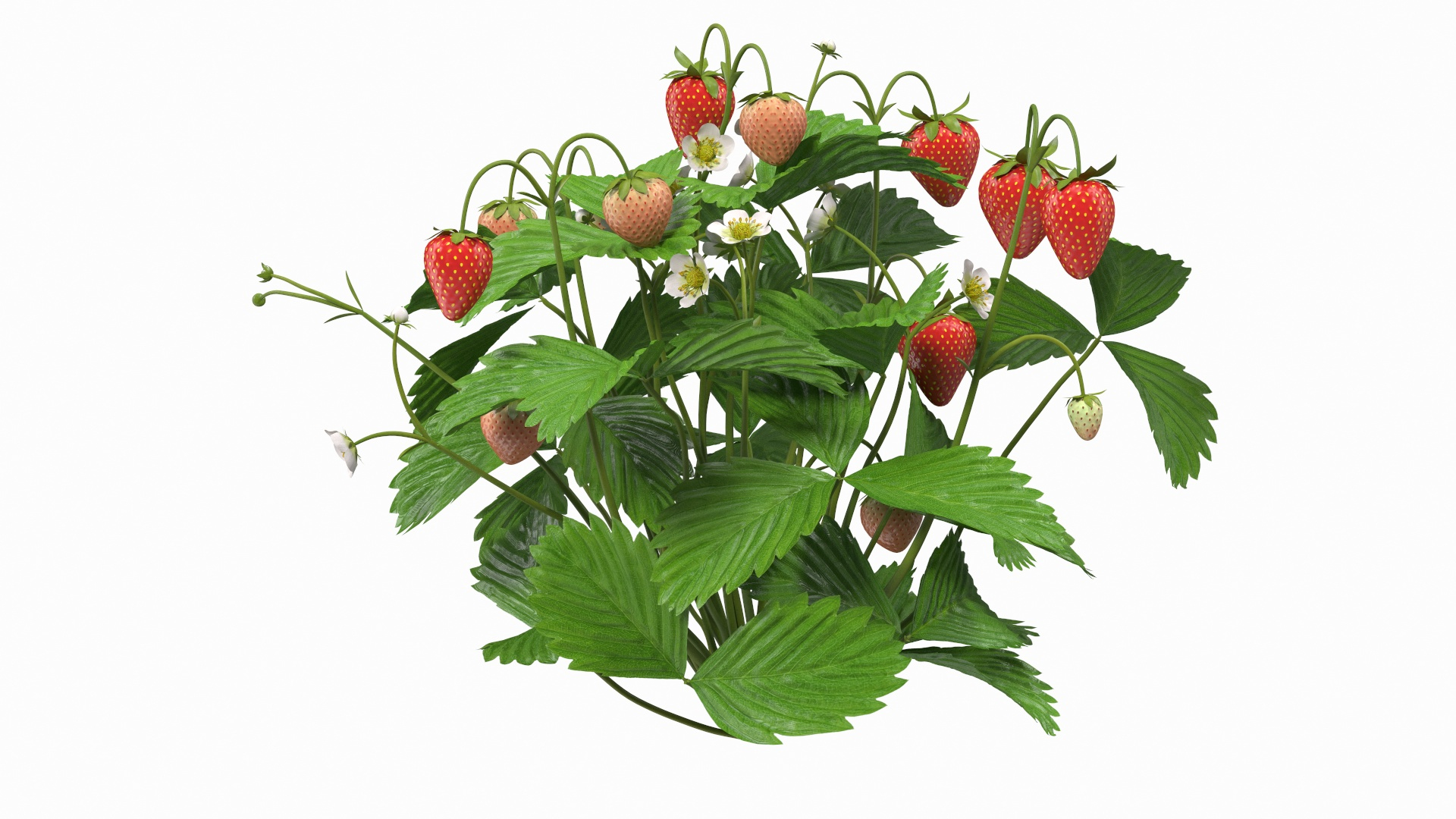 Rigged Gardening Lady with Greenhouse Collection 3D https://p.turbosquid.com/ts-thumb/6U/Q9O0xr/kn/strawberry_plant_with_ripe_and_unripe_fruits_360/jpg/1646748215/1920x1080/turn_fit_q99/2a9321c85fe35b551b28f882e43ed5eb59b5423f/strawberry_plant_with_ripe_and_unripe_fruits_360-1.jpg