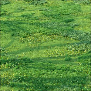 3D Spring grass with dandelions model