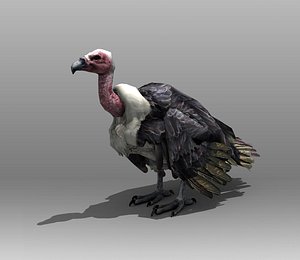 3d vultures birds