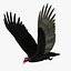 3d cathartes aura turkey vulture