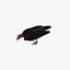 3d cathartes aura turkey vulture